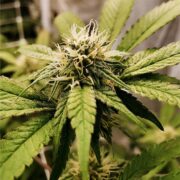 buy-premium-feminized-cannabis-Watermelon-Zkittlez-Seeds