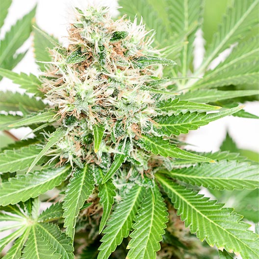 buy-premium-feminized-cannabis-White-Durban-Seeds