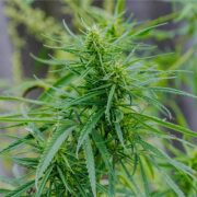 buy-premium-feminized-cannabis-White-Gushers-Seeds