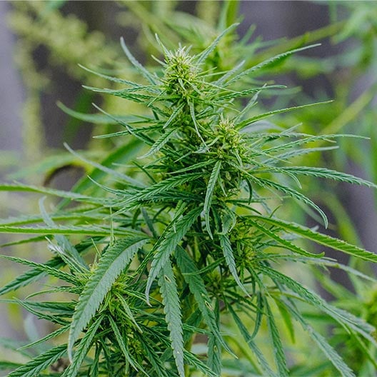 buy-premium-feminized-cannabis-White-Gushers-Seeds