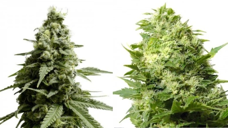 platinum gsc and thin mint