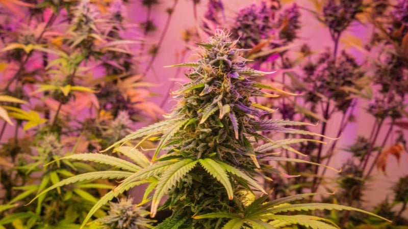 best sativa strains to grow