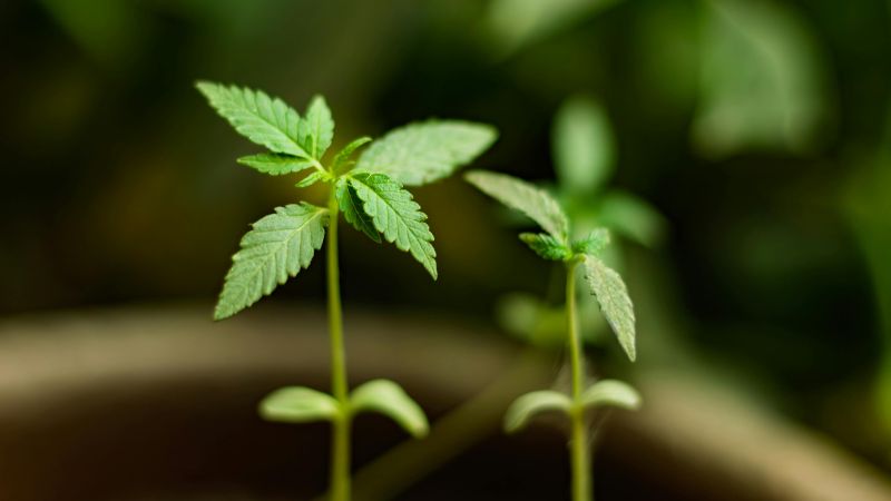 cannabis sproutlings