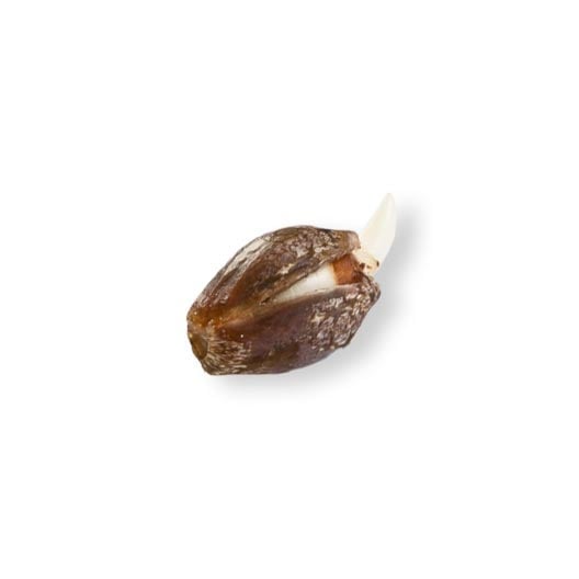 Shop-Dr-Grinspoon-Feminized-Marijuana-Seeds