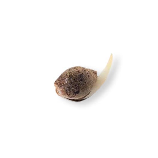 Shop-Gorilla-Runtz-Feminized-Marijuana-Seeds