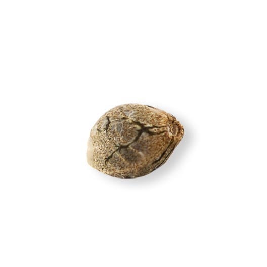 Shop-Kongzilla-Feminized-Marijuana-Seeds