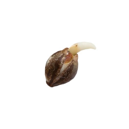Shop-Sticky-Buns-Feminized-Marijuana-Seeds