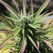 buy-premium-Autoflower-feminized-cannabis-Purple-Lemonade-Auto-Seeds
