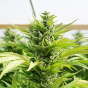 buy-premium-feminized-cannabis-Chicken-N-Waffles-Seeds