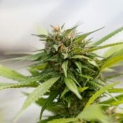 buy-premium-feminized-cannabis-Chocolate-Diesel-Seeds