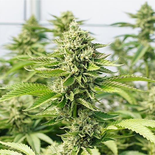 buy-premium-feminized-cannabis-Dr-Grinspoon-Seeds
