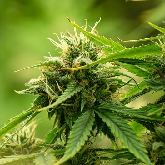 buy-premium-feminized-cannabis-Gorilla-Cookies-Seeds