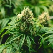 buy-premium-feminized-cannabis-Gorilla-Runtz-Seeds
