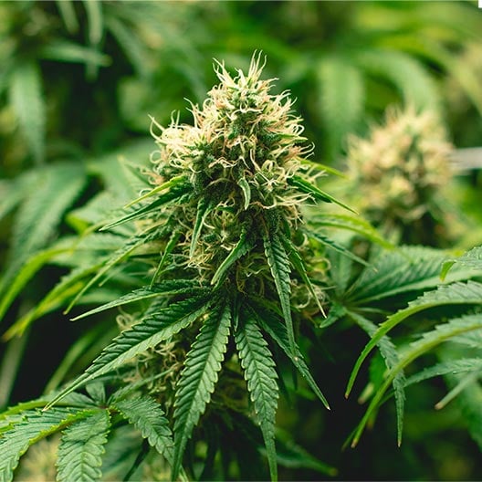 buy-premium-feminized-cannabis-Gorilla-Runtz-Seeds