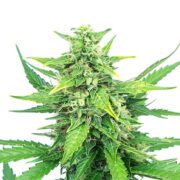 buy-premium-feminized-cannabis-Grape-Canyon-Zkittlez-Seeds