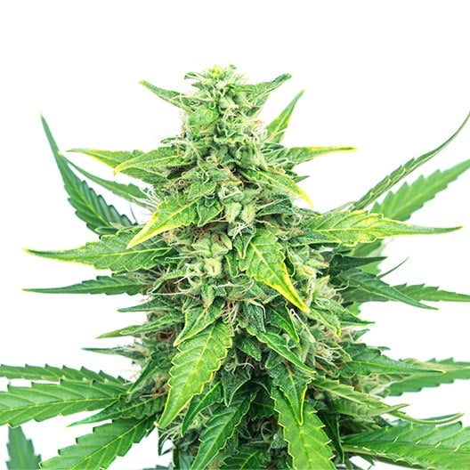 buy-premium-feminized-cannabis-Grape-Canyon-Zkittlez-Seeds