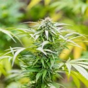 buy-premium-feminized-cannabis-Grape-Gushers-Seeds