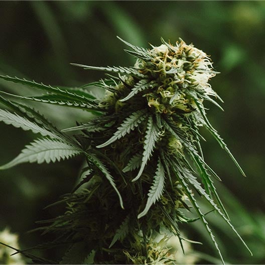 buy-premium-feminized-cannabis-Kongzilla-Seeds