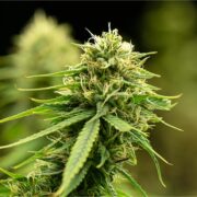 buy-premium-feminized-cannabis-Lemon-Cherry-Pie-Seeds