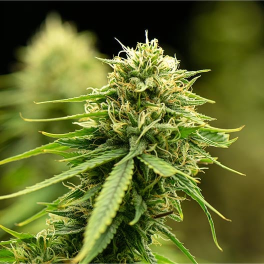 buy-premium-feminized-cannabis-Lemon-Cherry-Pie-Seeds