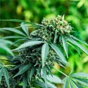 buy-premium-feminized-cannabis-Lemon-Rainbow-Kush-Seeds