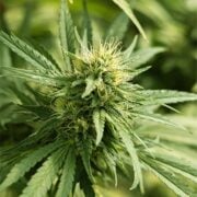 buy-premium-feminized-cannabis-Lemon-Sticky-Buns-Seeds