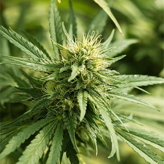 buy-premium-feminized-cannabis-Lemon-Sticky-Buns-Seeds