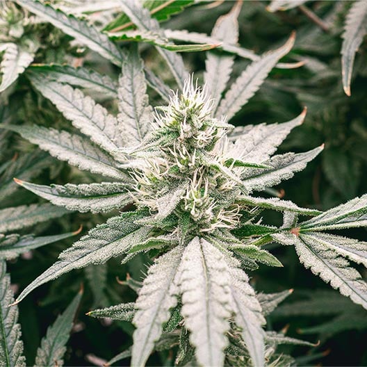 buy-premium-feminized-cannabis-Sour-Haze-Seeds
