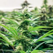 buy-premium-feminized-cannabis-Space-Cookies-Seeds