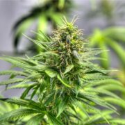 buy-premium-feminized-cannabis-Space-Panda-Seeds