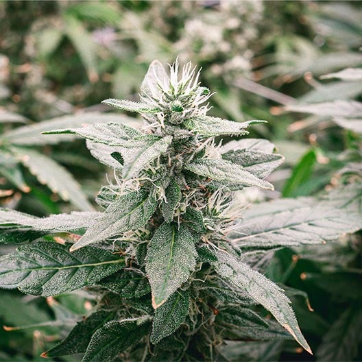 buy-premium-feminized-cannabis-Strawberry-Dream-Seeds