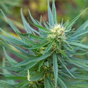 buy-premium-feminized-cannabis-Tiramisu-Seeds