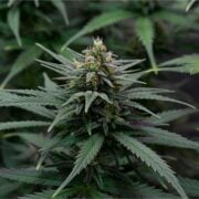 buy-premium-feminized-cannabis-Tropical-Punch-Seeds