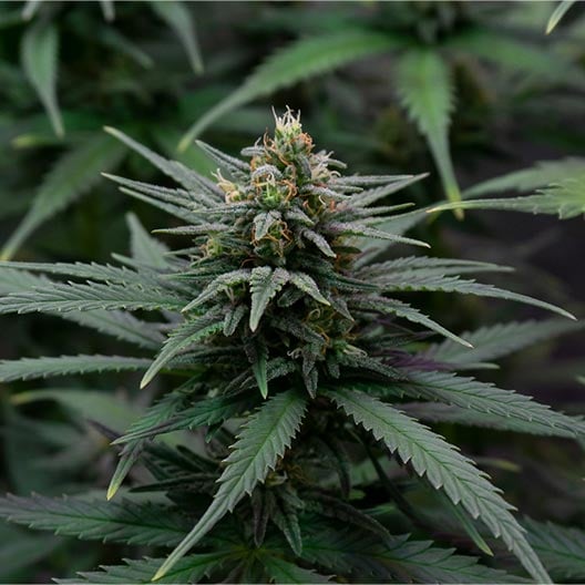 buy-premium-feminized-cannabis-Tropical-Punch-Seeds