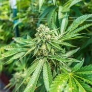 buy-premium-feminized-cannabis-Zushi-Seeds
