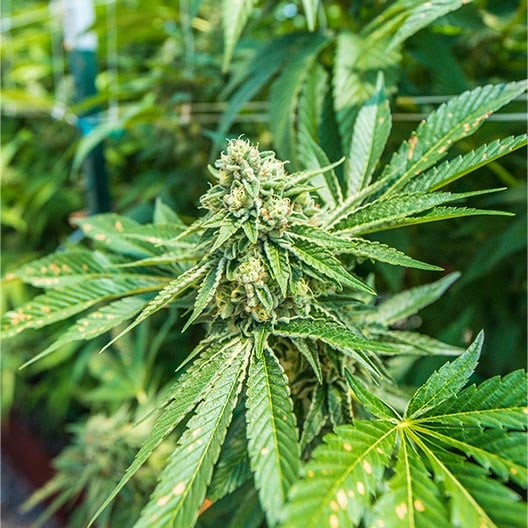 buy-premium-feminized-cannabis-Zushi-Seeds
