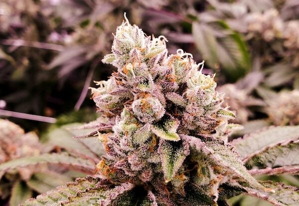 Close-up shot of a Kush plant. The best cannabis seeds for advanced growers include OG Kush.