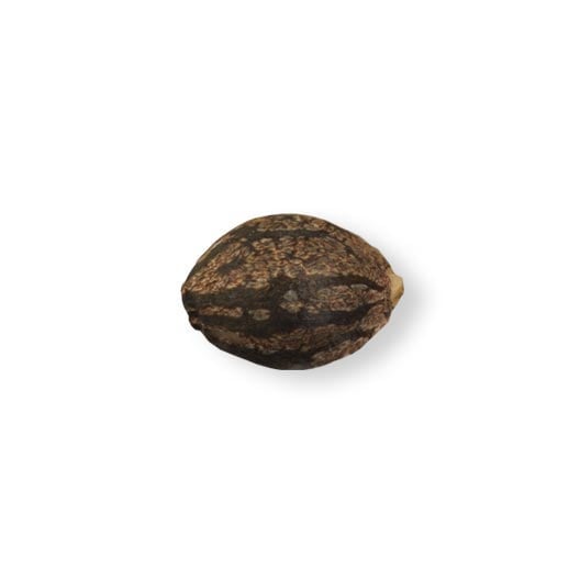 shop-your-choice-weed-seeds-Grape-Canyon-Zkittlez-Seeds