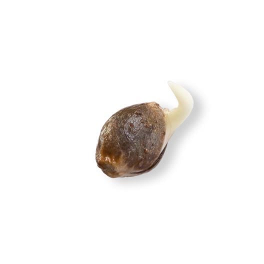 shop-your-choice-weed-seeds-Space-Panda-Seeds