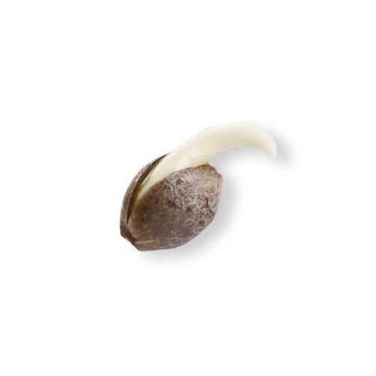 shop-your-choice-weed-seeds-Zushi