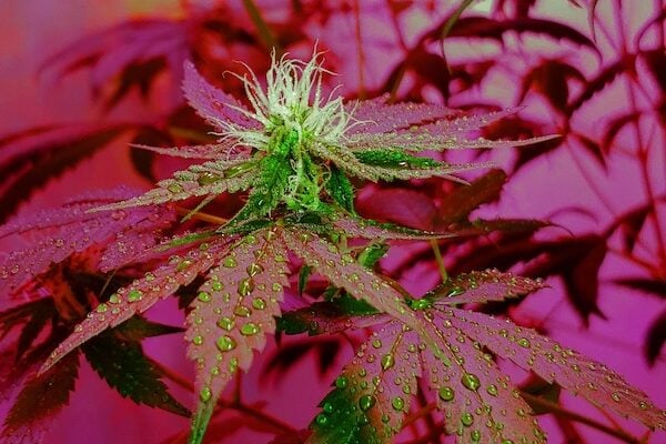 green cannabis plant with water droplets and magenta light