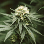 buy-premium-feminized-cannabis-Banana-Pudding-Seeds
