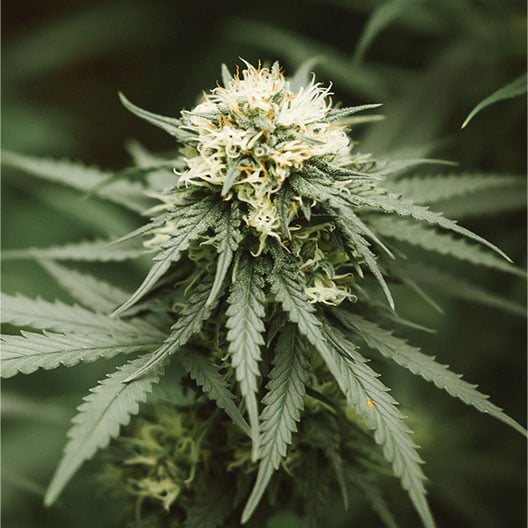 buy-premium-feminized-cannabis-Banana-Pudding-Seeds