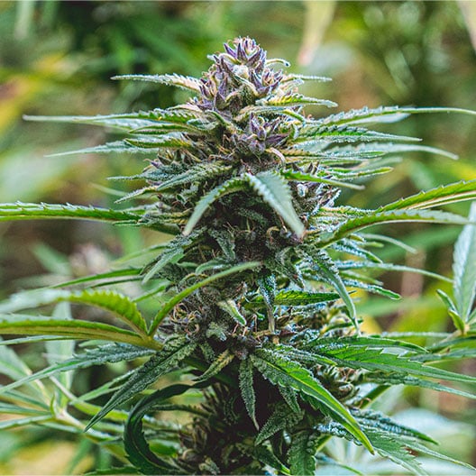 buy-premium-feminized-cannabis-Jack-Herer-Seeds