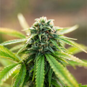 buy-premium-feminized-cannabis-Lemon-Cherry-Gelato-Seeds