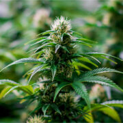 buy-premium-feminized-cannabis-Lilac-Diesel-Seeds