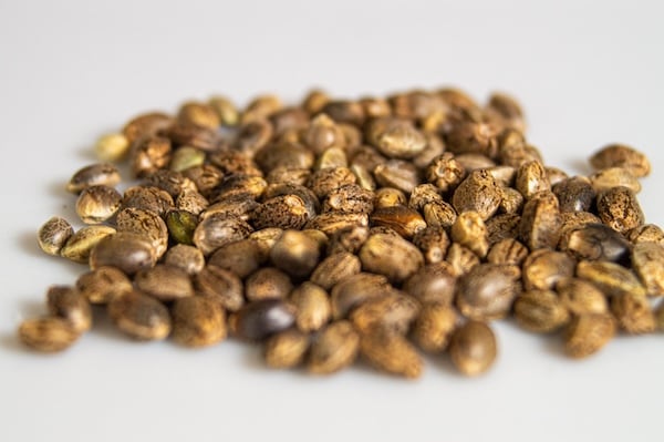 detailed shot of cannabis seeds