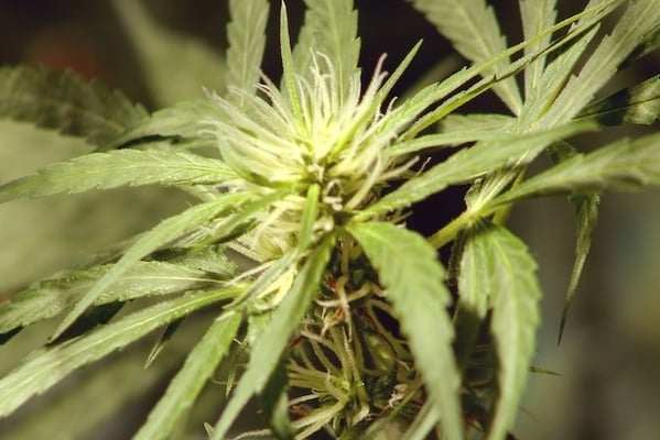 female cannabis plant in the pre-flowering stage