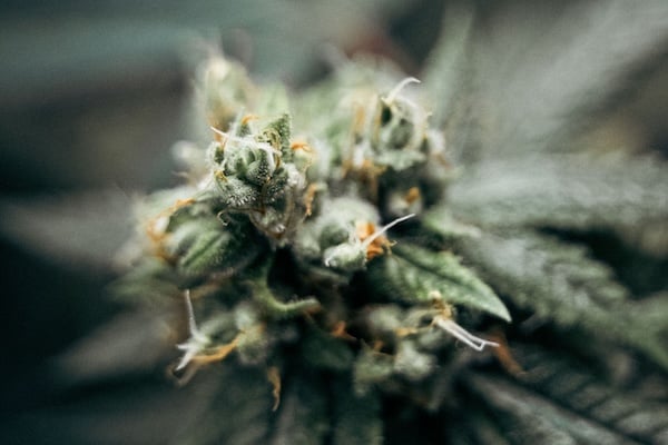 cannabis flower with pistils and trichomes