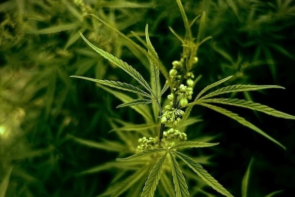 male cannabis plant with pollen sacs
